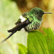 Green Thorntail