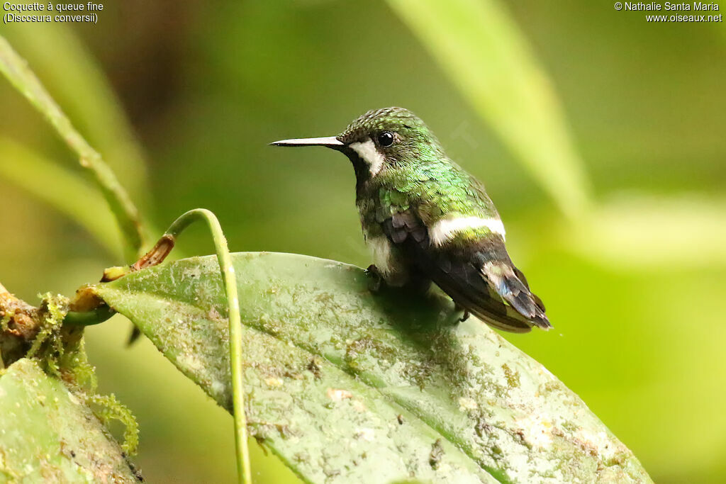 Green Thorntail female adult, identification