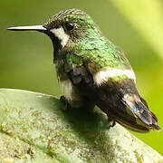 Green Thorntail