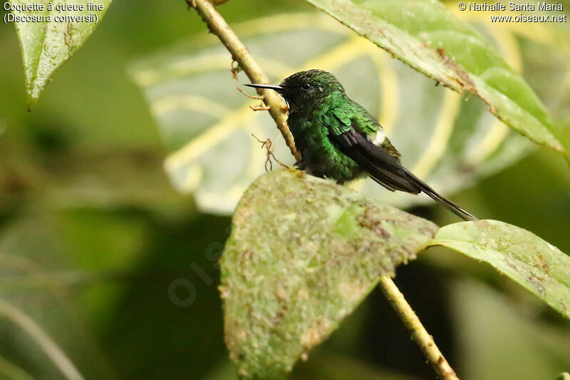 Green Thorntail male adult, identification