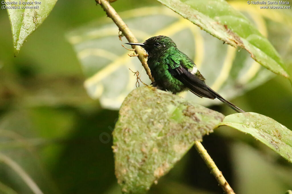 Green Thorntail male adult, identification