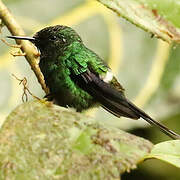 Green Thorntail