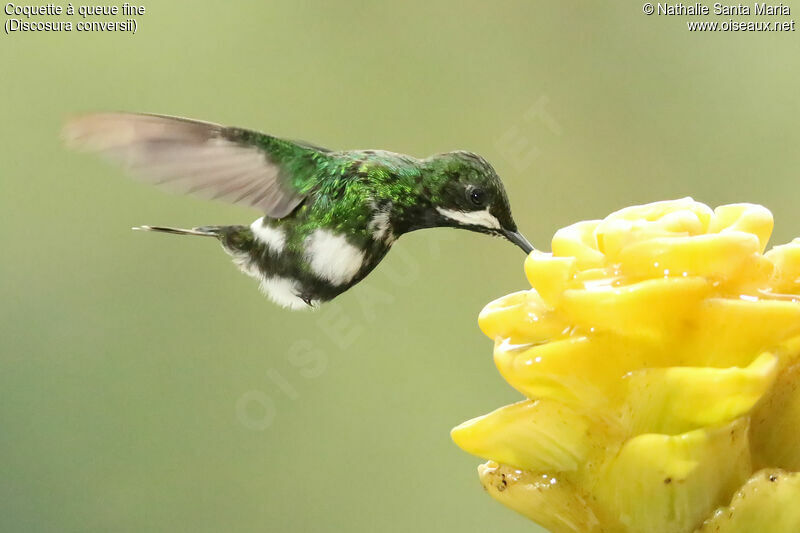 Green Thorntail female adult, Flight, eats, drinks