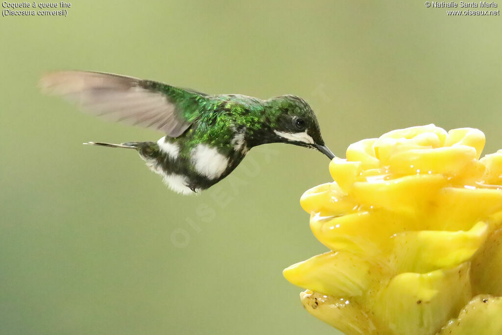 Green Thorntail female adult, Flight, eats, drinks