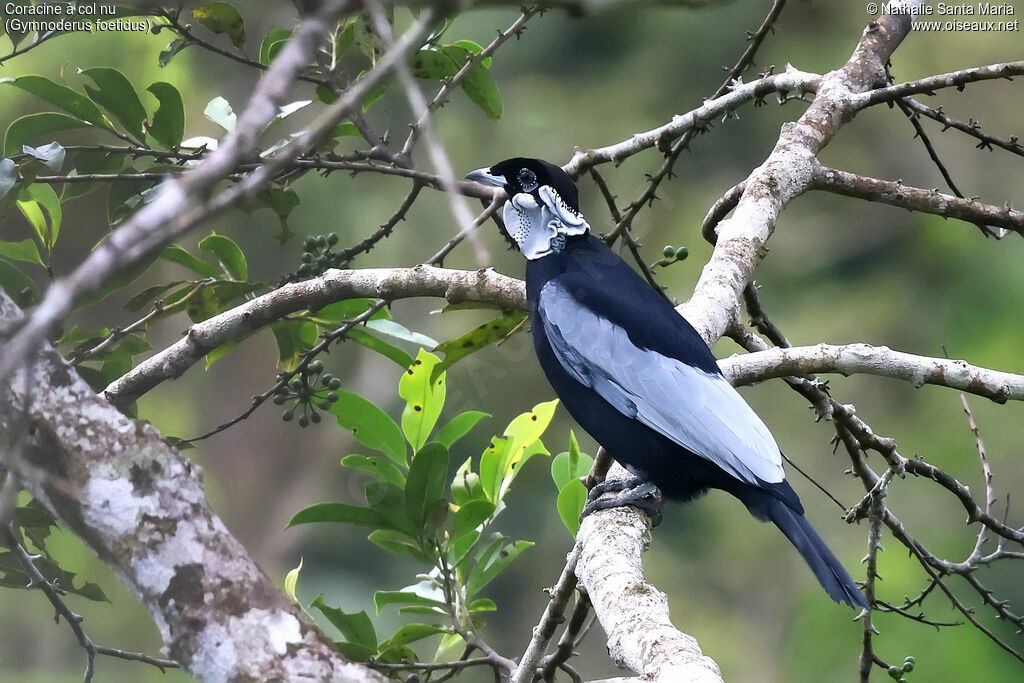 Coracine à col nuadulte, identification