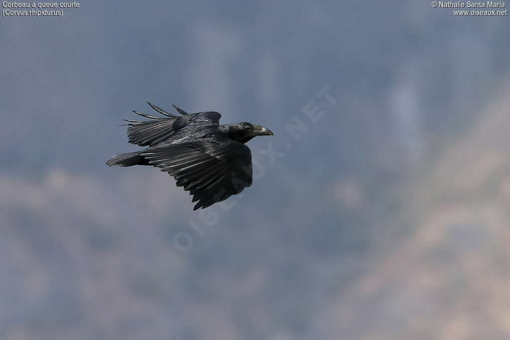 Fan-tailed Ravenadult, pigmentation, Flight