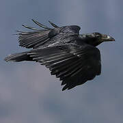 Fan-tailed Raven