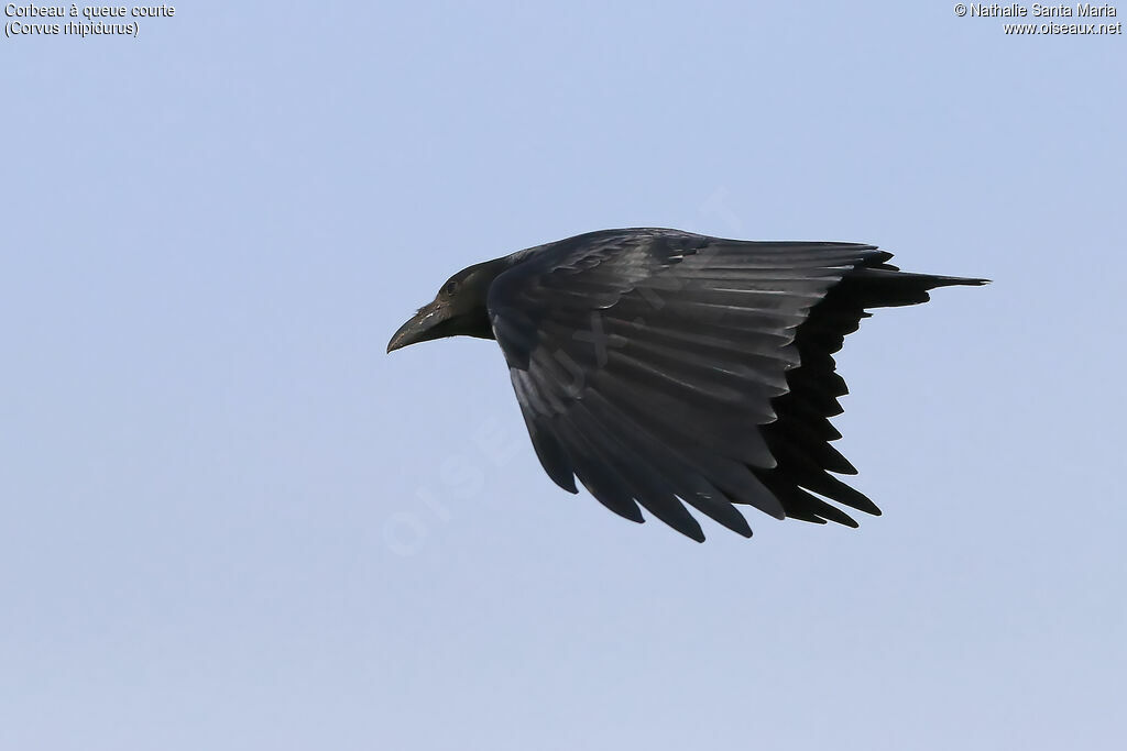 Corbeau à queue courteadulte, Vol