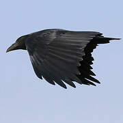 Fan-tailed Raven