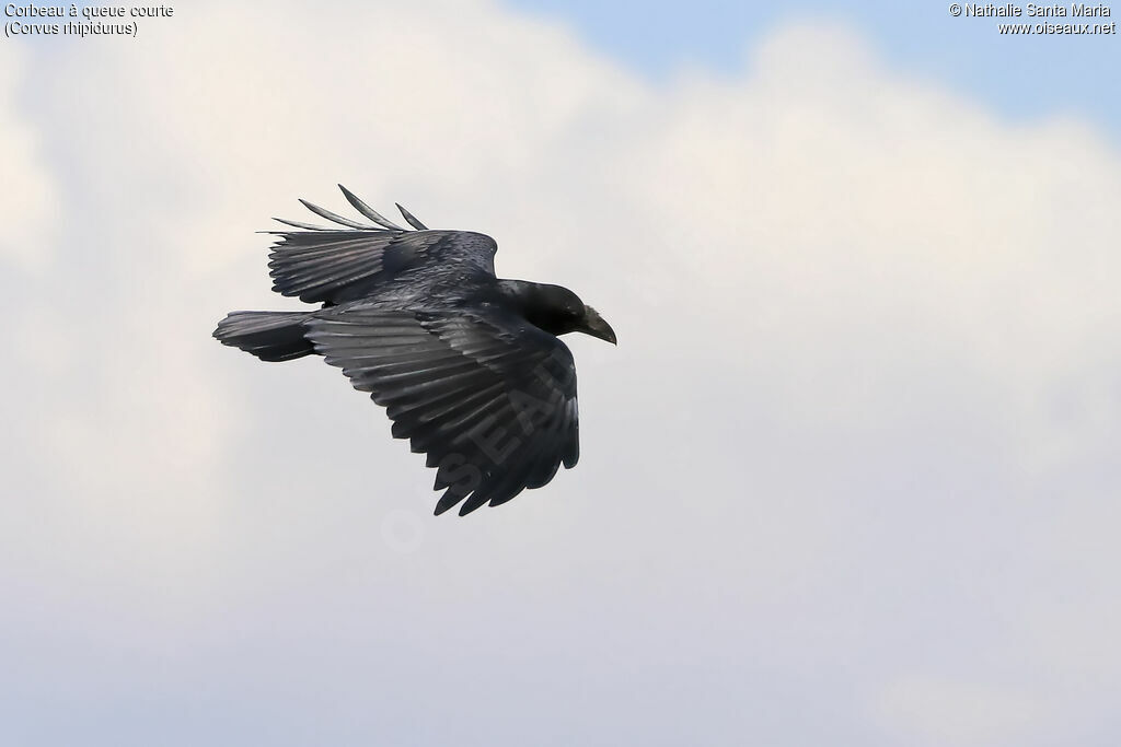 Fan-tailed Ravenadult, Flight