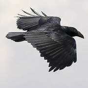 Fan-tailed Raven