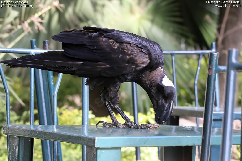 Thick-billed Ravenadult, habitat, eats