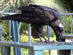 Thick-billed Raven