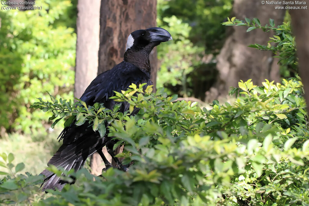 Corbeau corbivauadulte, identification, habitat