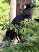 Thick-billed Raven