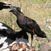 Thick-billed Raven