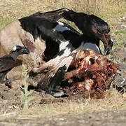 Thick-billed Raven