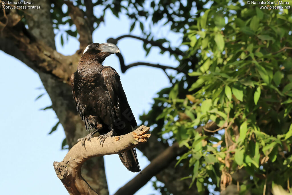 Thick-billed Ravenadult, identification, habitat