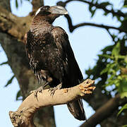 Thick-billed Raven