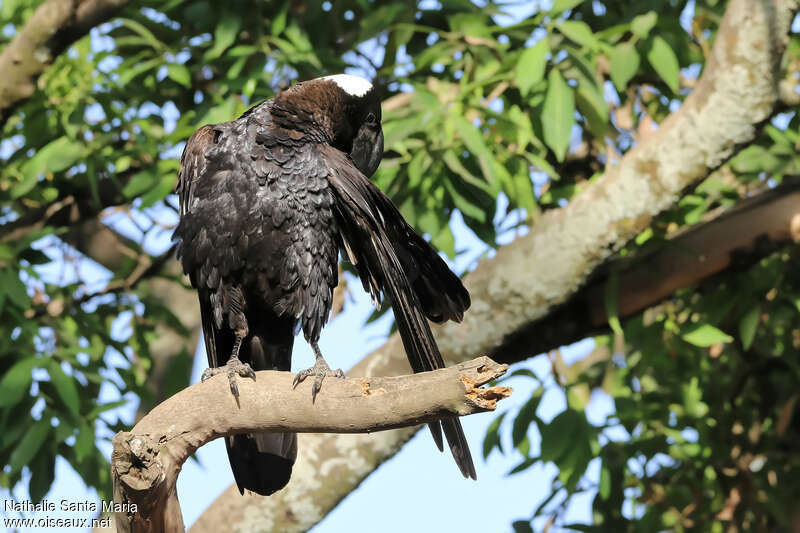 Corbeau corbivauadulte, identification, soins