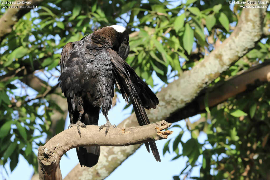 Corbeau corbivauadulte, identification, soins