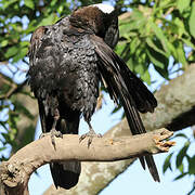 Thick-billed Raven