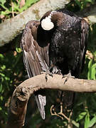 Thick-billed Raven