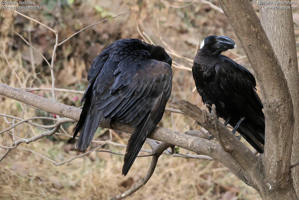 Thick-billed Ravenadult, habitat