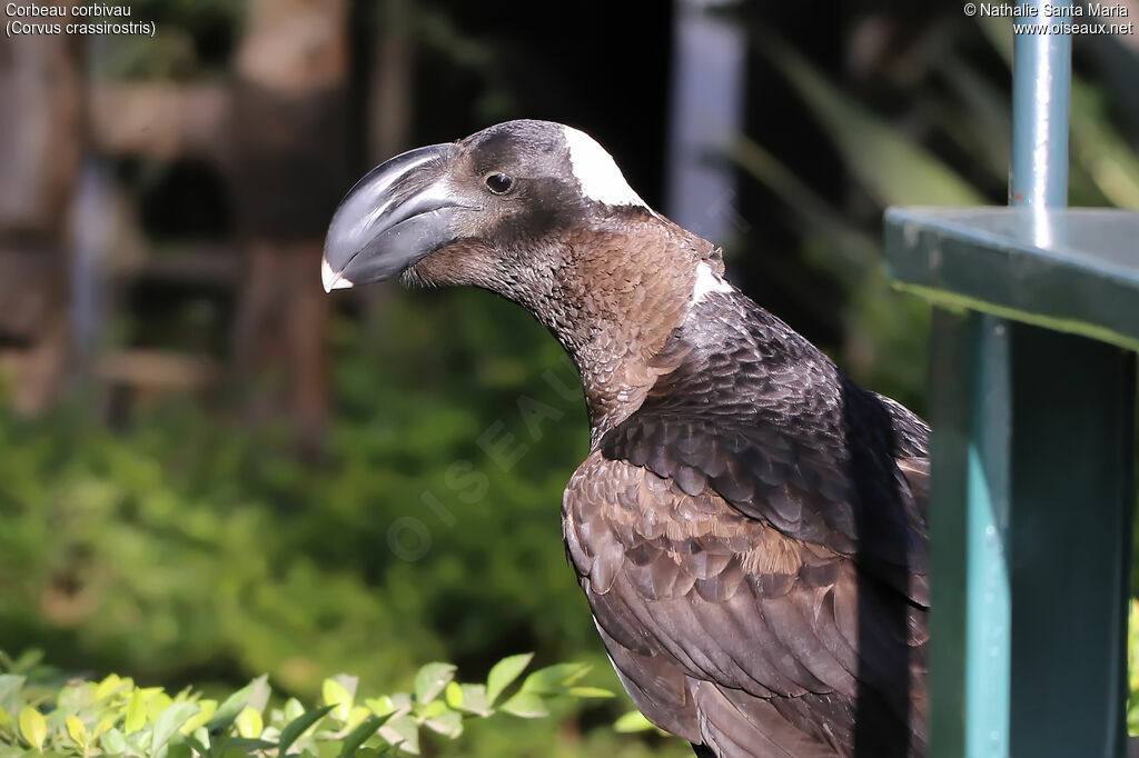 Thick-billed Ravenadult, identification