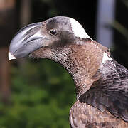 Thick-billed Raven