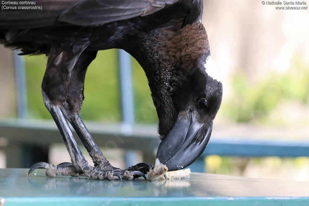 Thick-billed Ravenadult, close-up portrait