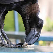 Thick-billed Raven