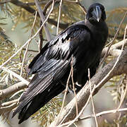 Thick-billed Raven