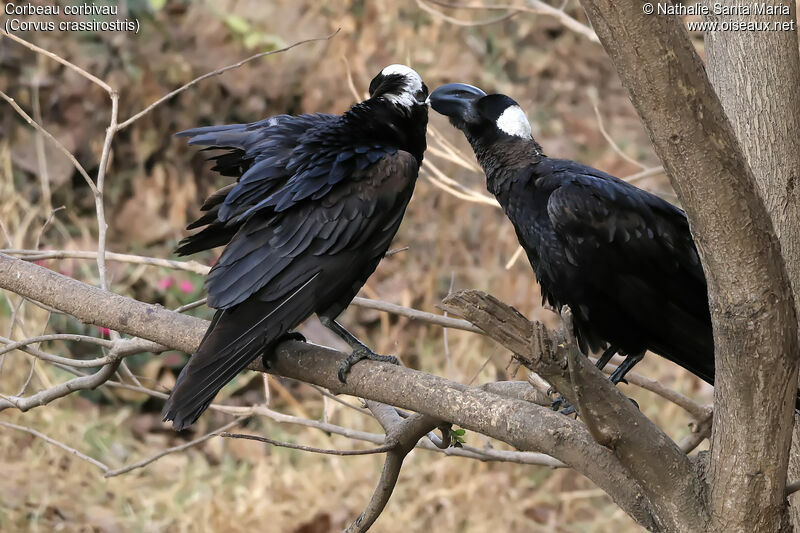 Corbeau corbivauadulte, habitat