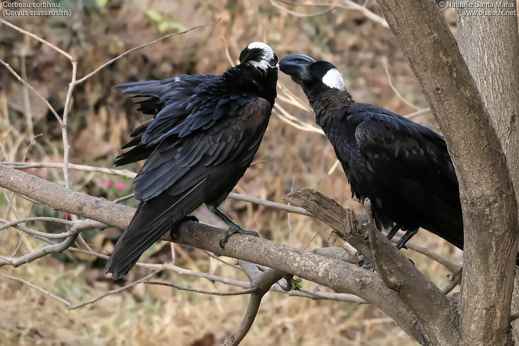 Thick-billed Ravenadult, habitat