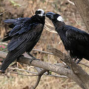 Thick-billed Raven