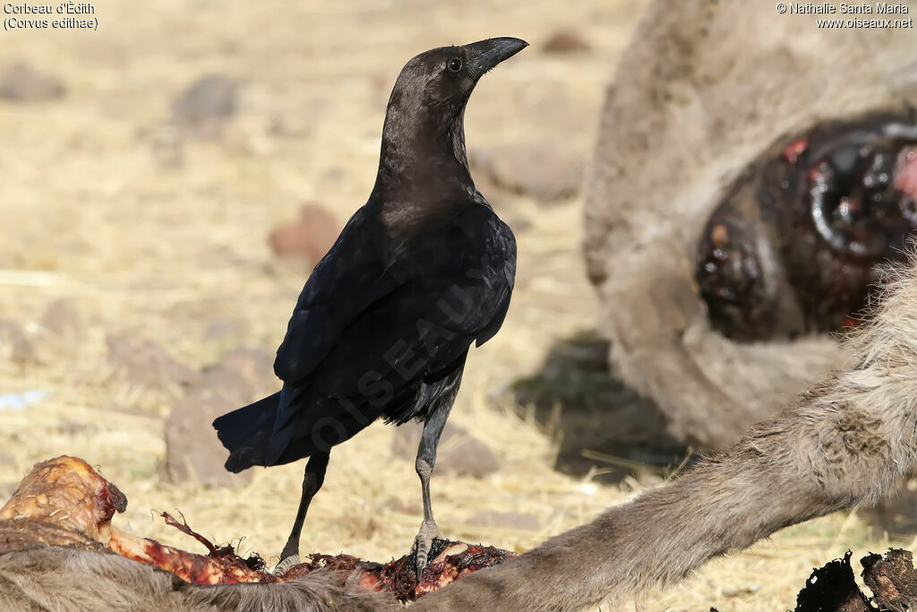 Corbeau d'Édithadulte, identification, habitat, régime