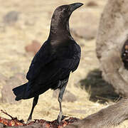 Somali Crow