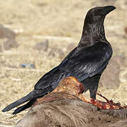 Somali Crow