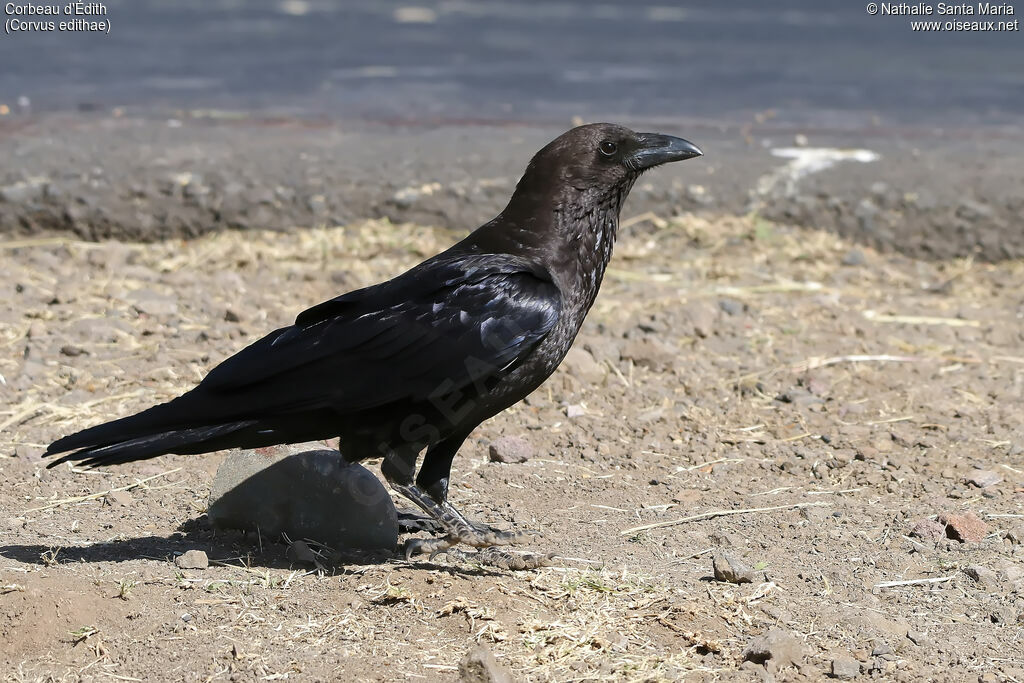 Corbeau d'Édithadulte, identification