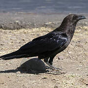 Somali Crow