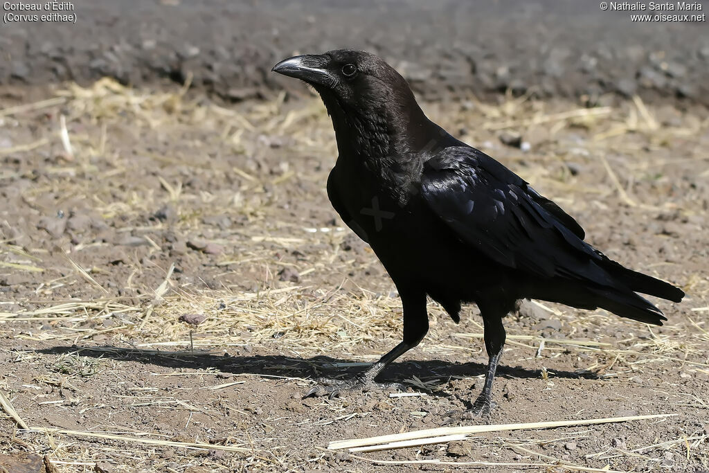 Somali Crowadult, identification, habitat