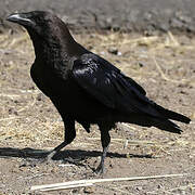 Somali Crow