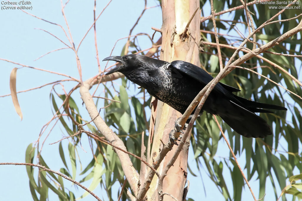 Corbeau d'Édithadulte, composition