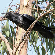 Somali Crow