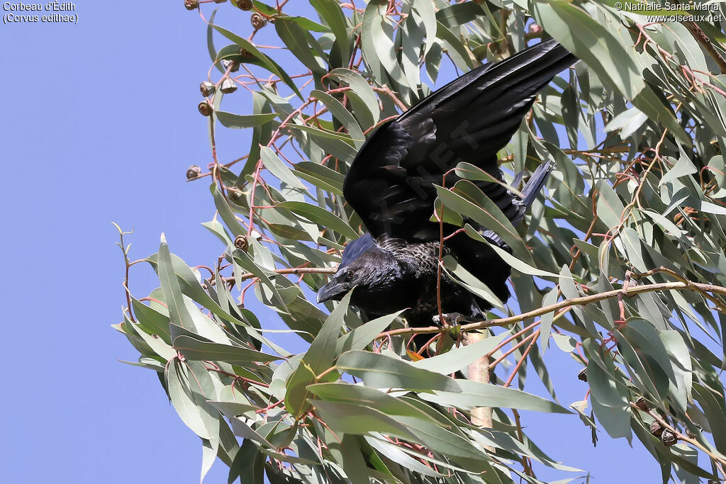 Corbeau d'Édithadulte, habitat, composition