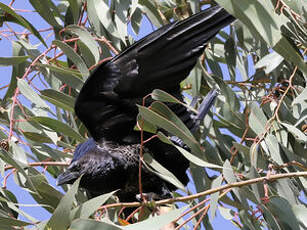 Corbeau d'Édith