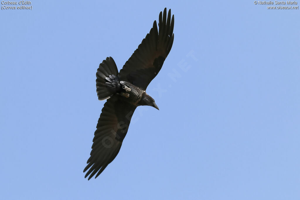 Corbeau d'Édithadulte, Vol