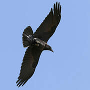 Somali Crow