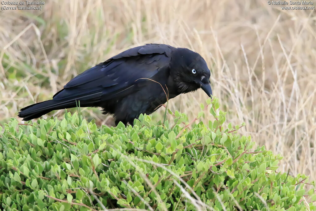 Corbeau de Tasmanieadulte, habitat